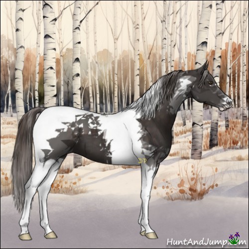 Horse Color:Liver Chestnut Tobiano 