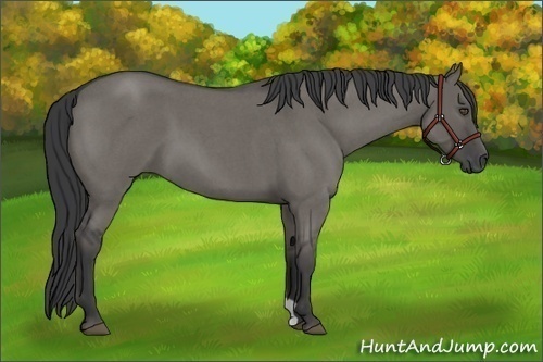 Horse Color:Grullo Roan 