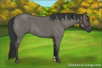 Horse Color:Grullo Roan 