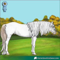Horse Color:Liver Chestnut Sabino Varnish 