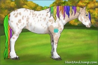 Horse Color:Painted Red Dun Sabino Splash Appaloosa 