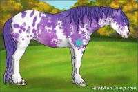 Horse Color:Watercolor Brown Sabino Splash Appaloosa 