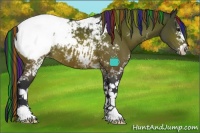 Horse Color:Painted White Spotted Bay Appaloosa 