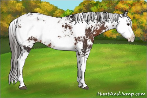 Horse Color:Liver Chestnut Sabino 