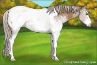 Horse Color:White Spotted Chocolate Palomino Sabino Snowcap 