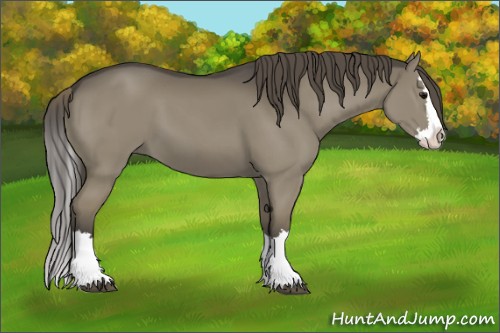 Horse Color:Smoky Grullo Splash 