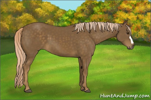Horse Color:Chocolate Palomino 