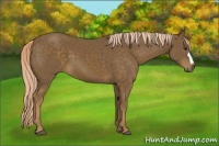 Horse Color:Chocolate Palomino 