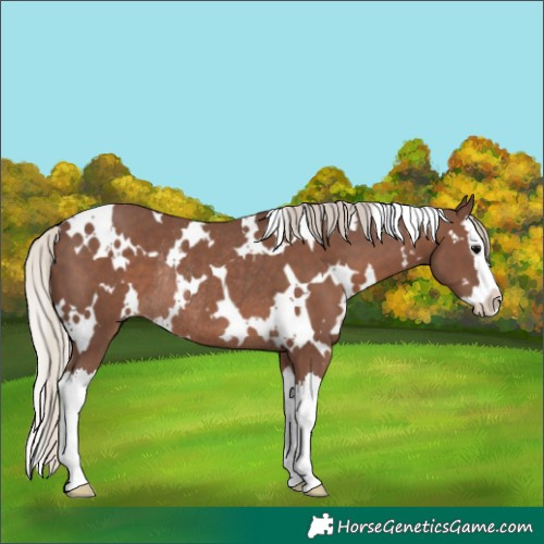 Horse Color:White Spotted Silver Black Splash Rabicano 