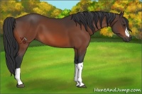 Horse Color:Brown 
