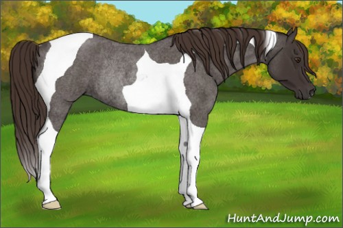 Horse Color:Liver Red Roan Tobiano Rabicano 