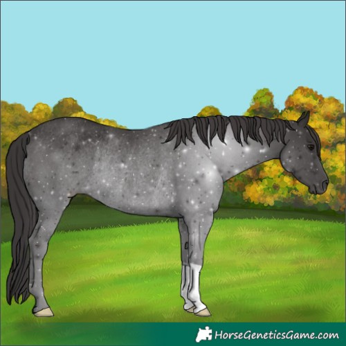 Horse Color:Smoky Black Rabicano 