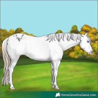 Horse Color:Smoky Black Ice Splash Appaloosa 
