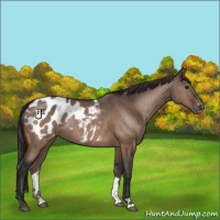 Horse Color:Bay Dun Appaloosa 
