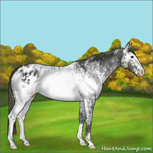 Horse Color:Plaid  White Spotted Midnight Bay Ice Dun Appaloosa 