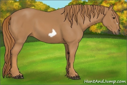 Horse Color:Chestnut Frame
