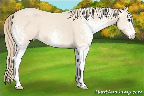 Horse Color:White Spotted Perlino 