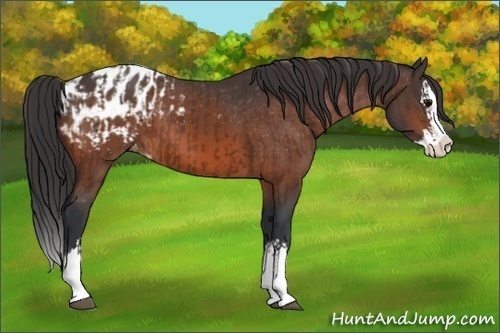 Horse Color:Bay Sabino Splash Appaloosa  and Bay Sabino Splash Appaloosa 