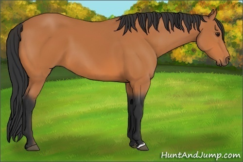 Horse Color:Bay 
