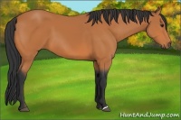 Horse Color:Bay 