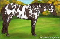 Horse Color:Liver Chestnut  and Liver Chestnut Appaloosa 