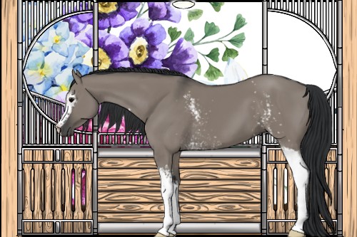 Horse Color:White Spotted Grullo