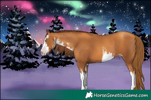 Horse Color:Gray White Spotted Gold Champagne 