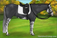 Horse Color:Black and Black Splash