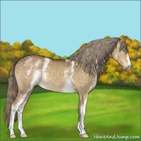 Horse Color:White Spotted Chocolate Palomino Dun 