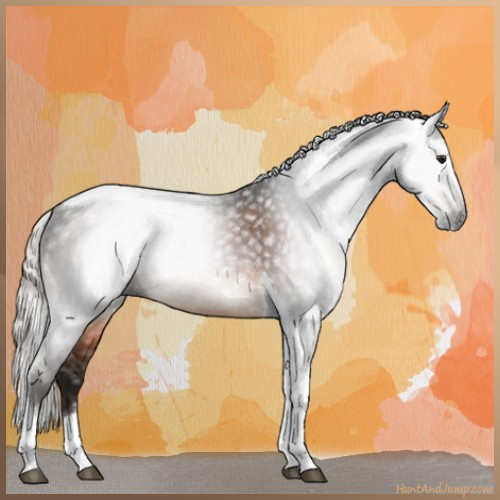 Horse Color:Gray Silver Brown Tobiano Rabicano 
