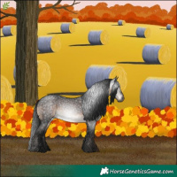 Horse Color:Gray Brown Roan