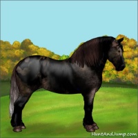 Horse Color:Void White Spotted Chocolate Brown Dun Appaloosa 