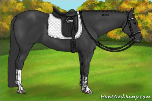 Horse Color:Black and Black