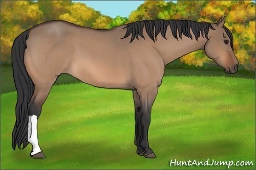 Horse Color:Bay Roan Dun 
