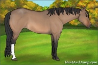 Horse Color:Bay Roan Dun 