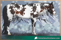 Horse Color:White Spotted Brown