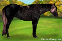 Horse Color:Void Watercolor Chestnut Pearl Sabino Snowcap Rabicano