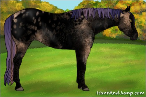 Horse Color:Void Painted White Spotted Liver Chestnut Pearl Sabino Splash Appaloosa Rabicano 