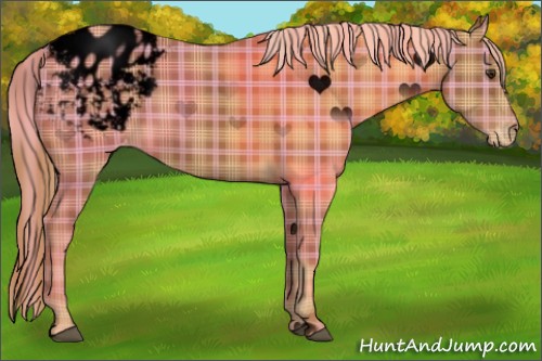 Horse Color:Void Plaid  Chestnut Sabino Appaloosa Rabicano 