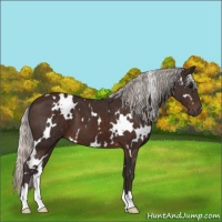 Horse Color:White Spotted Silver Brown 