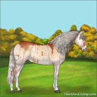 Horse Color:Silver Brown Onyx