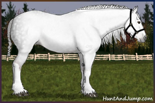 Horse Color:Gray White Spotted Liver Chestnut Tobiano 