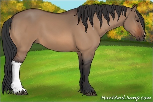 Horse Color:Bay Dun 