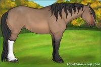 Horse Color:Bay Dun 