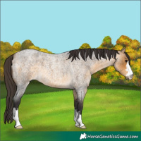 Horse Color:Buckskin Roan 