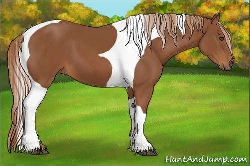 Horse Color:Chestnut Tobiano Frame