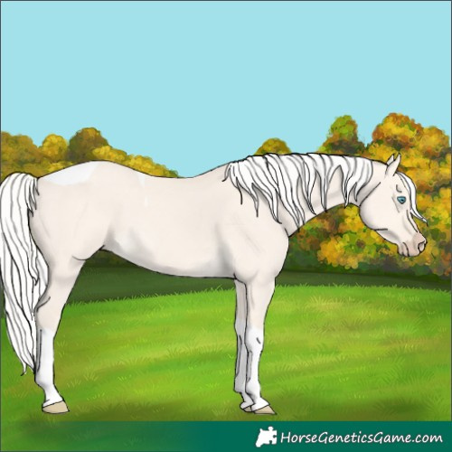 Horse Color:Silver Perlino Dun Tobiano 