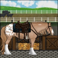 Horse Color:Chestnut Appaloosa 