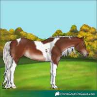 Horse Color:Silver Brown Sabino Tobiano