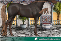 Horse Color:Liver Chestnut Rabicano 
